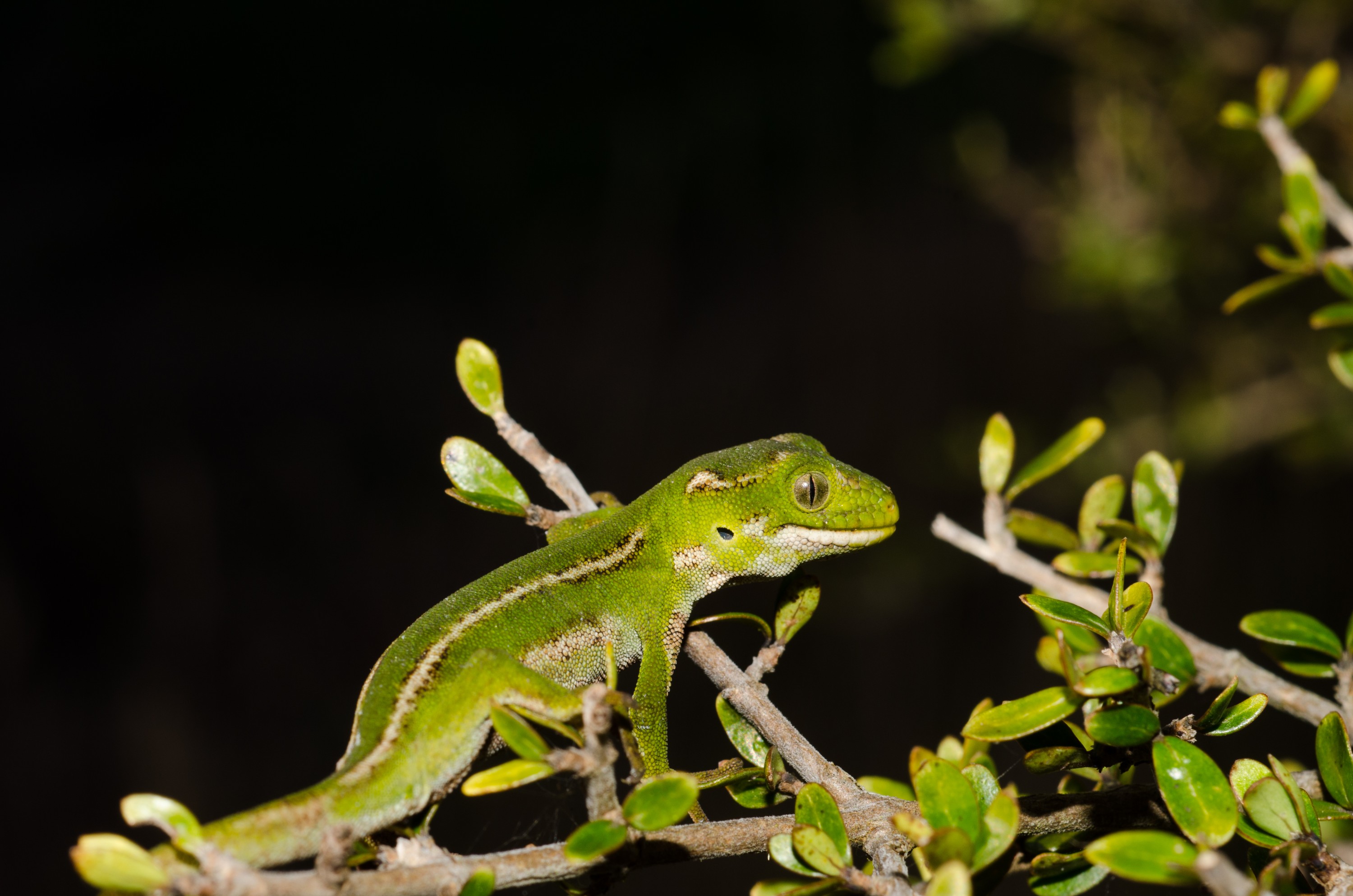 DSC_0793 – new, new zealand, zealand, nz, otago, otago may 16, crispin, Jewelled, gecko, Naultinus, gemmeus, lizard, cold, blood, rare, green,
